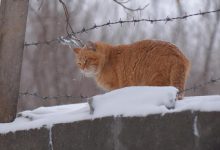 گربه بر روی دیوار با سیم خاردار سوزنی خطی