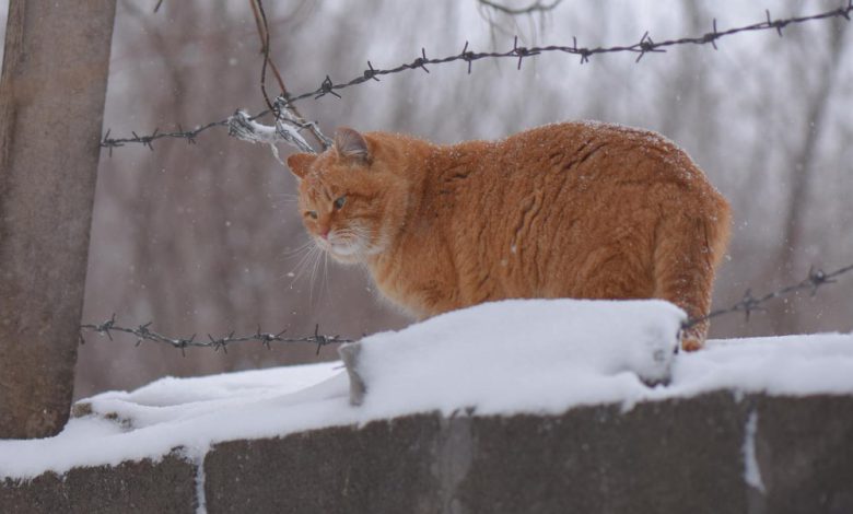 گربه بر روی دیوار با سیم خاردار سوزنی خطی
